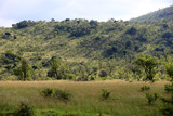 Fototapeta Sawanna - Sawanna w parku narodowym Pilanesberg