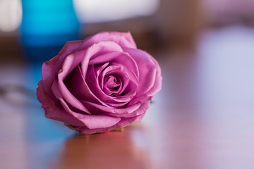 Wall Mural - Pink rose with blurred background
