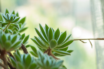 Wall Mural -  Succulent plants
