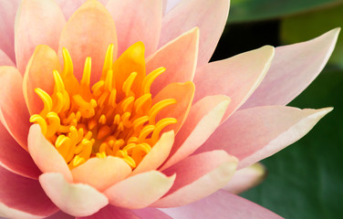 Wall Mural - closeup of beautiful old rose lotus flower