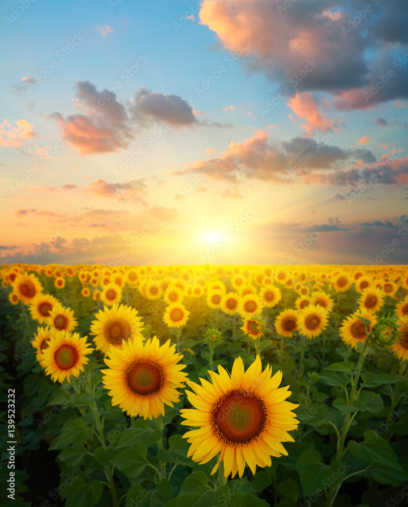 Sunflowers - obrazy, fototapety, plakaty 