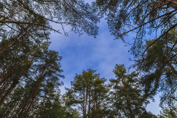 Kronas tree and sky