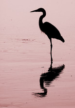 Silhouette Of Great Blue Heron Standing In Water