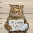 The tough cat is a famous street fighter. He was arrested for this.