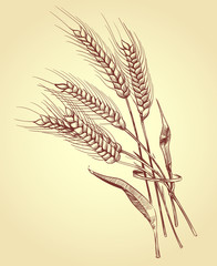 Wall Mural - Hand drawn ears of wheat with grains, bakery sketch vector illustration