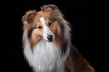 Beautiful Sheltie Dog Breed, Portrait