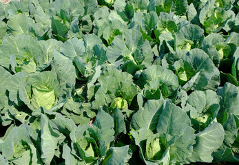 Fresh pointed cabbage in organic farm ready to harvest.