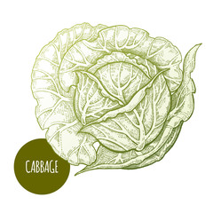 Wall Mural - Cabbage isolated on white background.