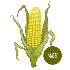 Wall Mural - Hand drawing of corn on a white background.