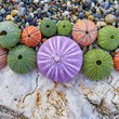 © Dimitrios - colorful sea urchins on white rock and pebles beach