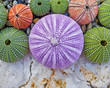 © Dimitrios - colorful sea urchins on white rock and pebles beach