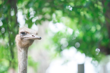 Ostrich's head with sun and green tree bokhe.