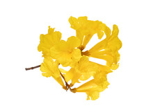 Yellow Trumpet Flowers Isolated On White Background