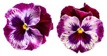 Pansy Flowers Isolated On White