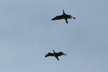 Wall Mural - Vol de cormorans, Phalacrocorax carbo 