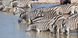 Fototapeta  - Zebre bevono al lago