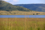 Fototapeta Sawanna - Sawanna w Parku Narodowym Pilanesberg