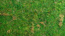 Texture Green Moss