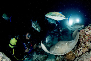 Wall Mural - Nurse Shark and parnship close up on black at night