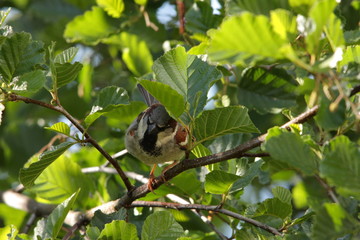 Wall Mural - Moineau domestique perché sur un arbre, Passer domesticus