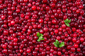 Sticker - Cranberry. Fresh ripe red berry with leaves. Food background.