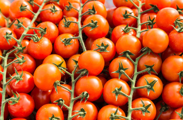 Wall Mural - cluster of red  cherry tomatoes for background