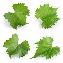 Wall Mural - Grape leaves isolated on white. Collection. Full depth of field.