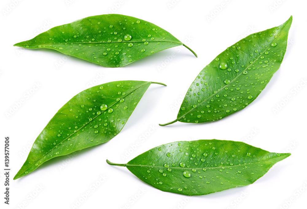 Citrus leaves with drops isolated on a white background. Collection. Full depth of field. - obrazy, fototapety, plakaty 