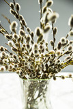 Fototapeta Dmuchawce - background with a place for an inscription - a bunch of willow twigs in a transparent vase on the marble table