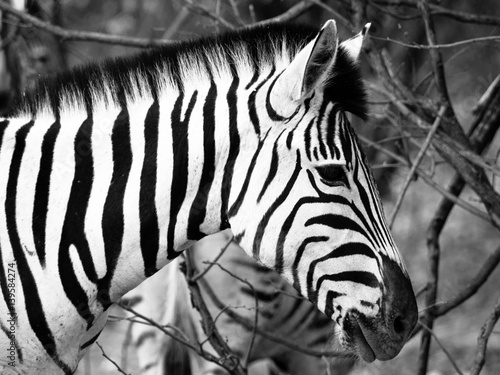 Fototapeta Prifile close-up shot of wild zebra in black and white, Etosha National Park, Namibia, Africa