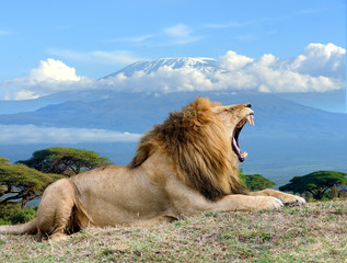 Wall Mural - lion on kilimanjaro mount background in national park of kenya