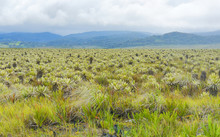 The Puracé National Natural Park With Espeletia Plant , Commonly Known As Frailejón In Colombia.
