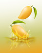 ripe mango drop on juice splash and ripple, Realistic Fruit and yogurt, transparent, vector illustration
