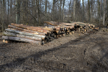 Pile of felled oak logs in the forest