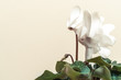 Flowers cyclamen on beige background place for text