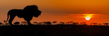 African Lion Silhouette Sunset Banner