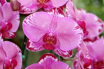 Wall Mural - Orchid