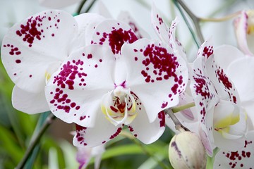 Wall Mural - Orchid