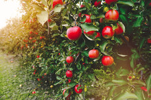Organic Apples Hanging From A Tree Branch In An Apple Orchard
