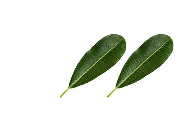 Poster - Green leaves on white background.
