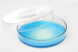 © Studio KIVI - Petri dish