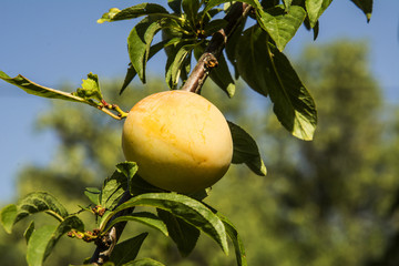 Plum in the tree over a blue sky