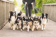 Walk with many dogs - Border Collies