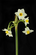 White Narcissus Flowers Against Black