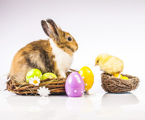 Wall Mural - Easter chicken and rabbit on the white background
