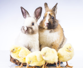 Wall Mural - Easter chicken and rabbit on the white background
