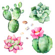 Watercolor collection with succulents plants,pebble stones,cactus.Handpainted iclipart isolated on white background.World of succulent and cactus collction.Perfect for your unique design,logo,patterns