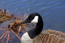 Canada Goose Profile