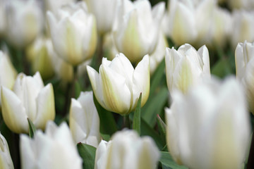 Fotomurales - White tulips background