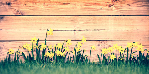 Wall Mural - daffodils in a garden, panoramic wood planks background